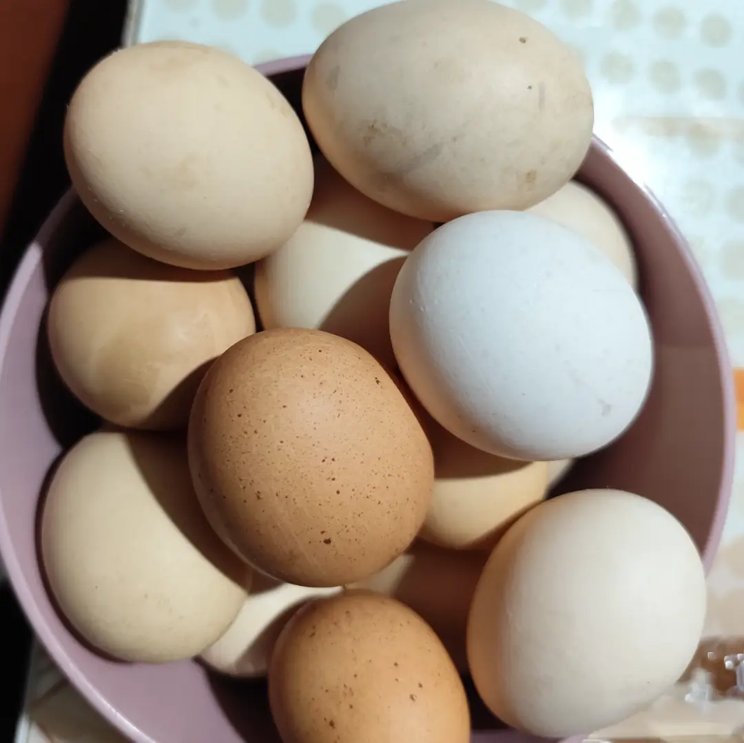 Günlük taze köy yumurtası bulunur