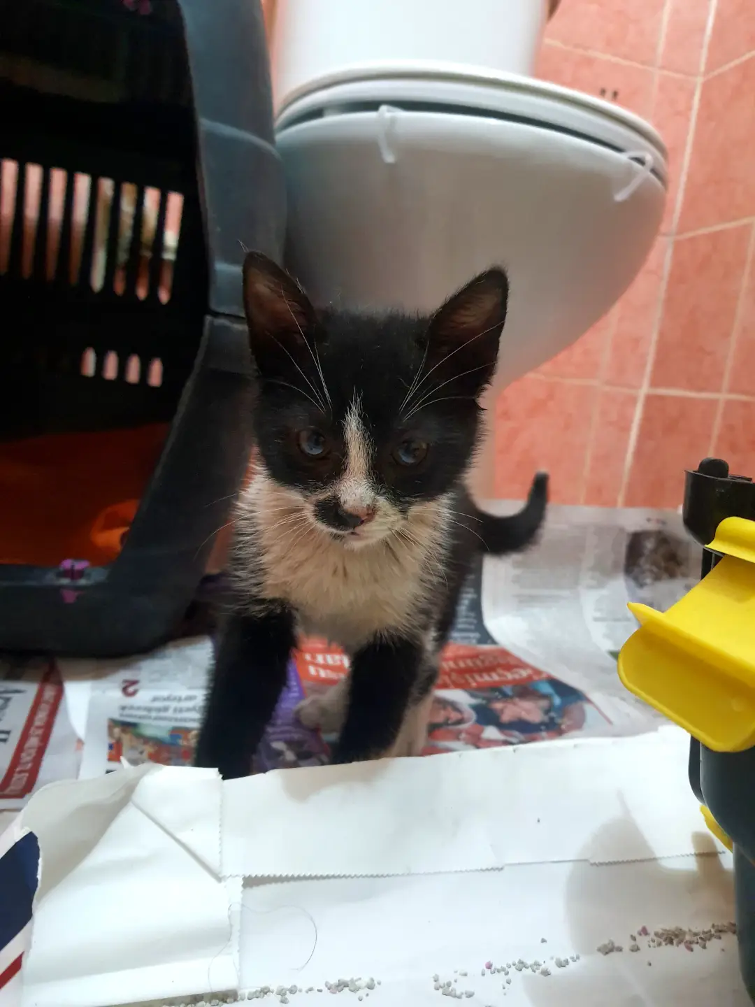 İki adet minik kedi yavrusu var. İkisi de dişi. Fabrikada yaşıyorlar. Genelde ömürleri çok uzun olmuyor bu ortamda. Yavrular sütten kesildi. Miniklerimize yuva arıyoruz. görseli 3