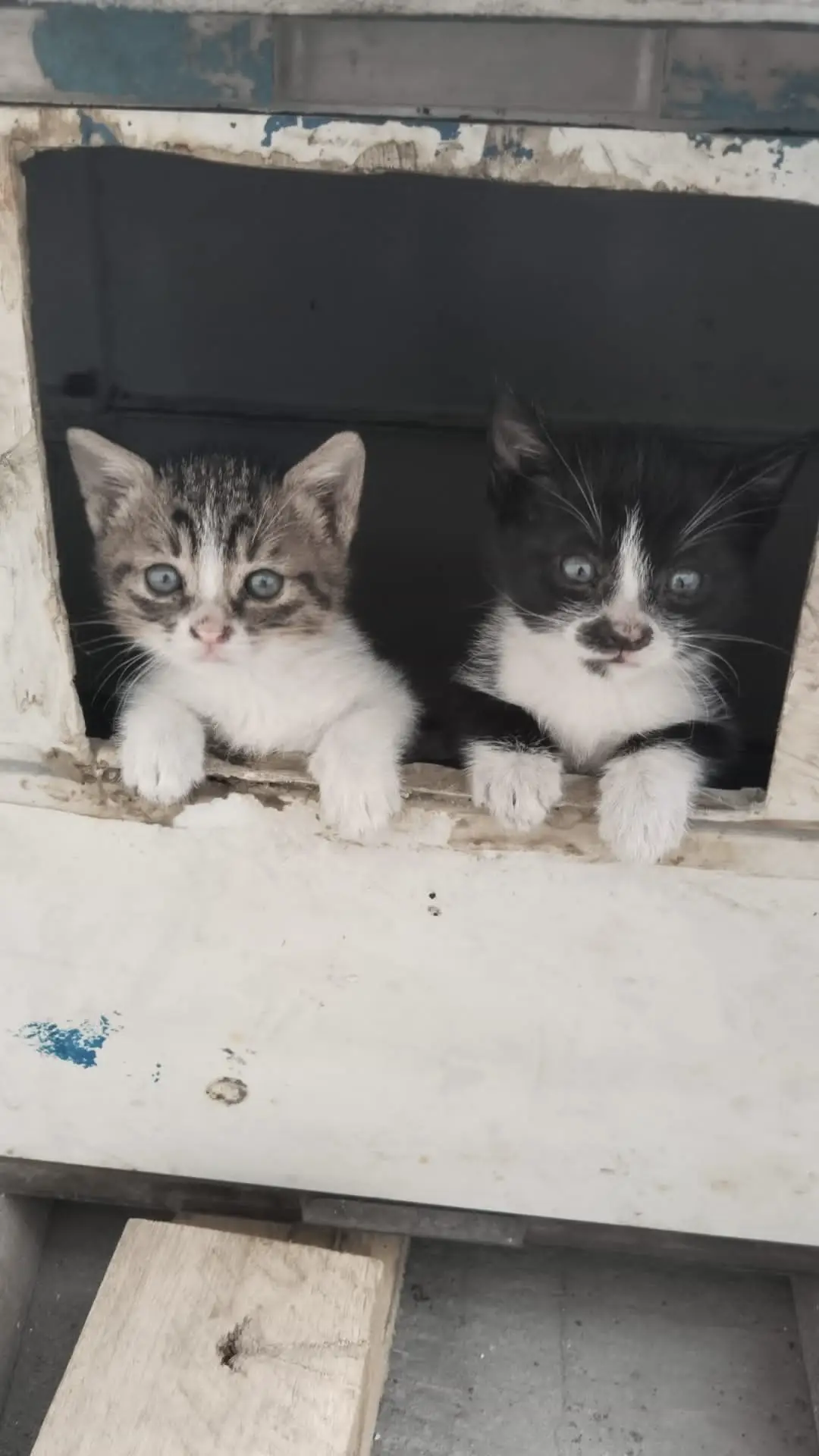 İki adet minik kedi yavrusu var. İkisi de dişi. Fabrikada yaşıyorlar. Genelde ömürleri çok uzun olmuyor bu ortamda. Yavrular sütten kesildi. Miniklerimize yuva arıyoruz.