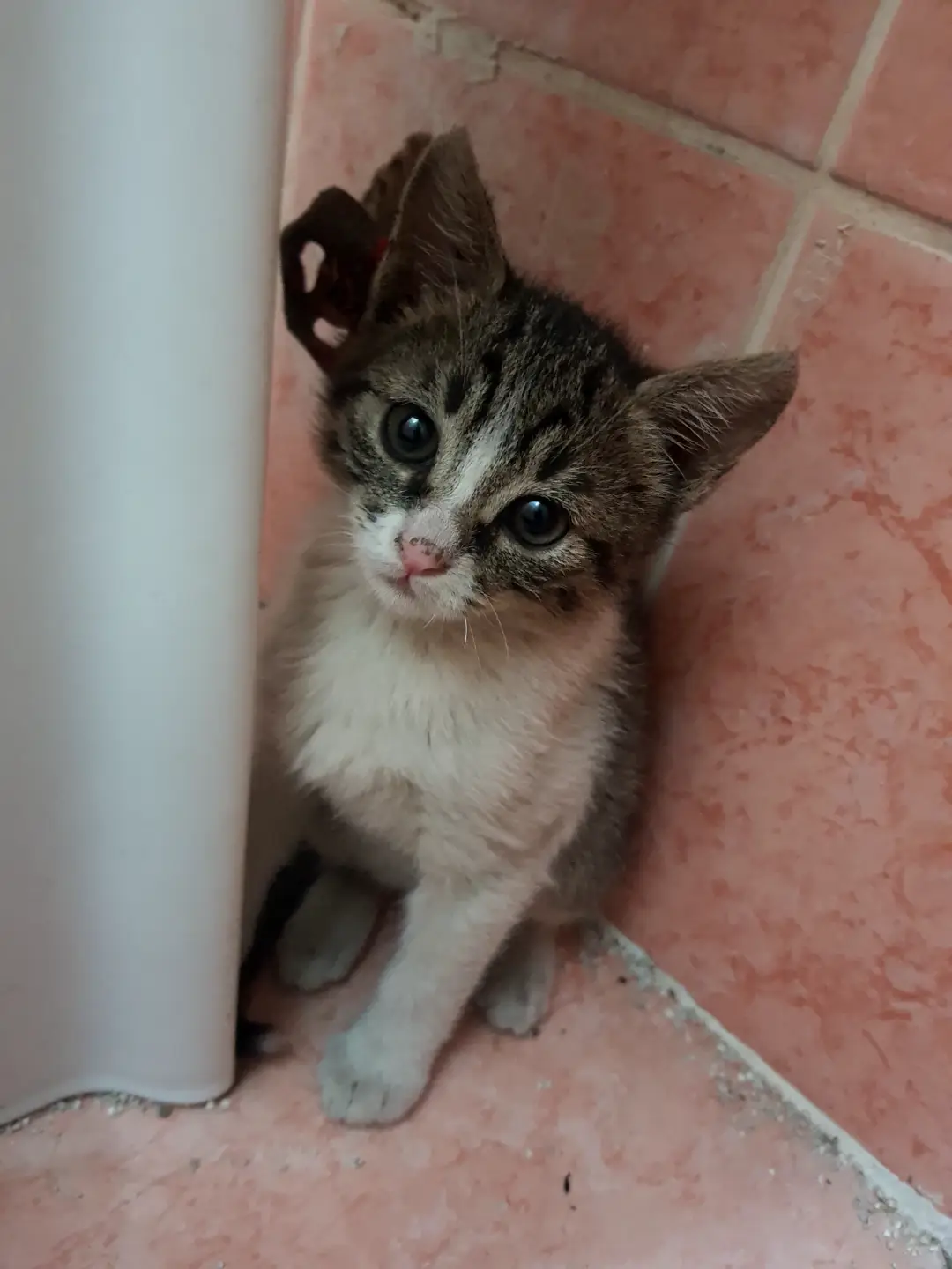 İki adet minik kedi yavrusu var. İkisi de dişi. Fabrikada yaşıyorlar. Genelde ömürleri çok uzun olmuyor bu ortamda. Yavrular sütten kesildi. Miniklerimize yuva arıyoruz. görseli 2
