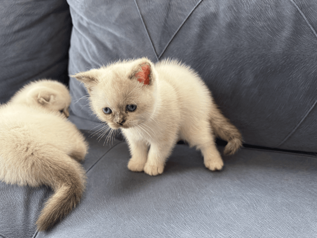Ücretsiz sahiplendirme Scotish fold blue point yavru dişi kedi