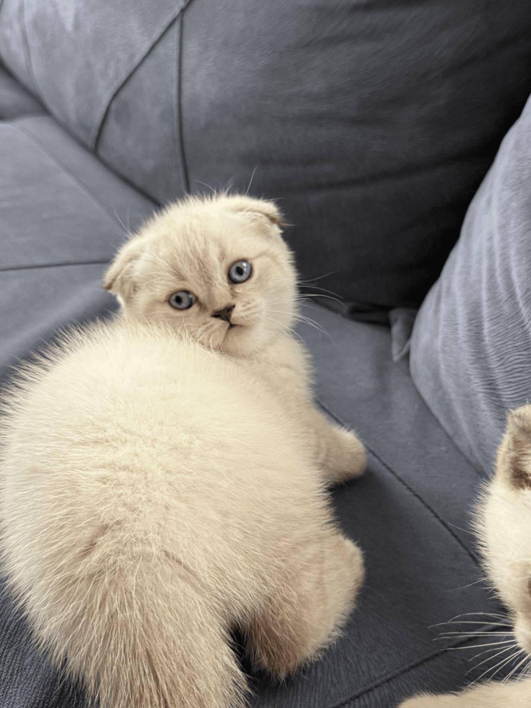 Ücretsiz sahiplendirme Scotish fold blue point yavru dişi kedi görseli 2