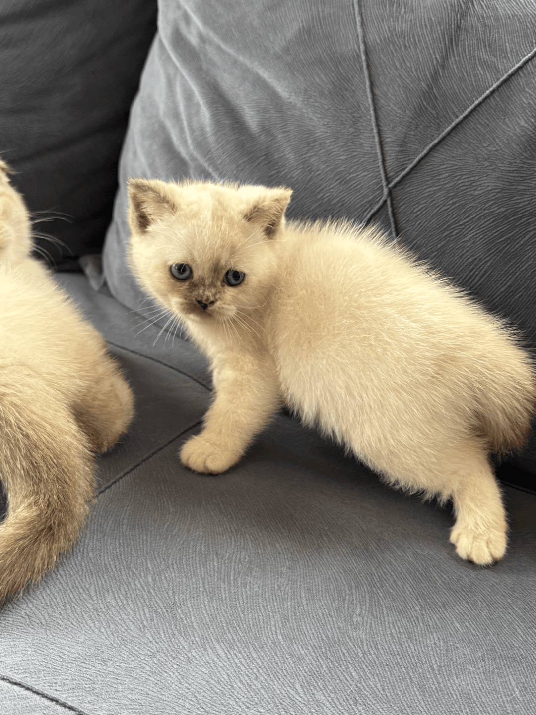 Ücretsiz sahiplendirme Scotish fold blue point yavru dişi kedi görseli 3