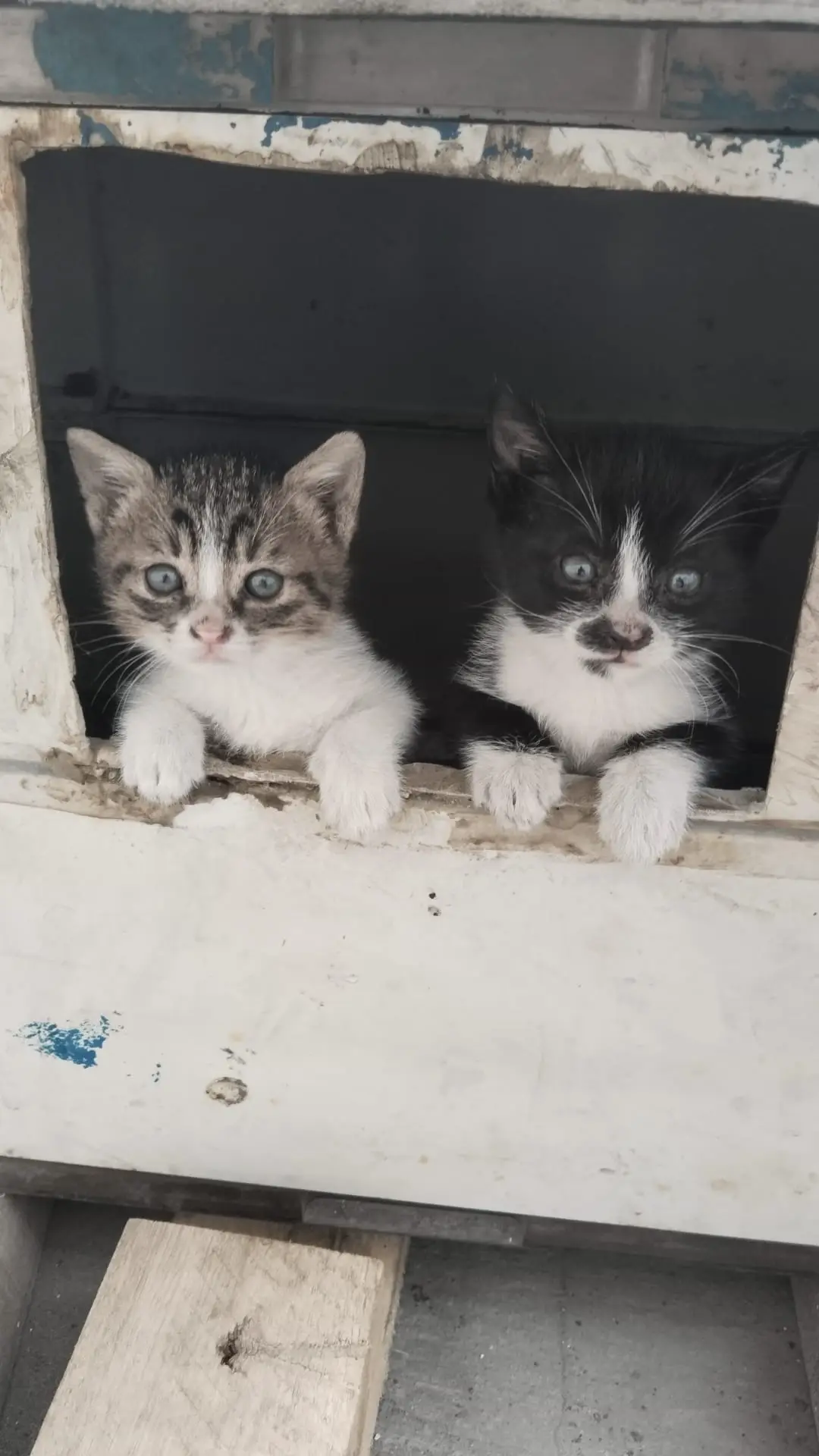 İki adet minik kedi yavrusu var. İkisi de dişi. Fabrikada yaşıyorlar. Genelde ömürleri çok uzun olmuyor bu ortamda. Yavrular sütten kesildi. Miniklerimize yuva arıyoruz.